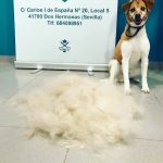 Peluquería Canina Esencia – Peluquería Canina en Dos Hermanas