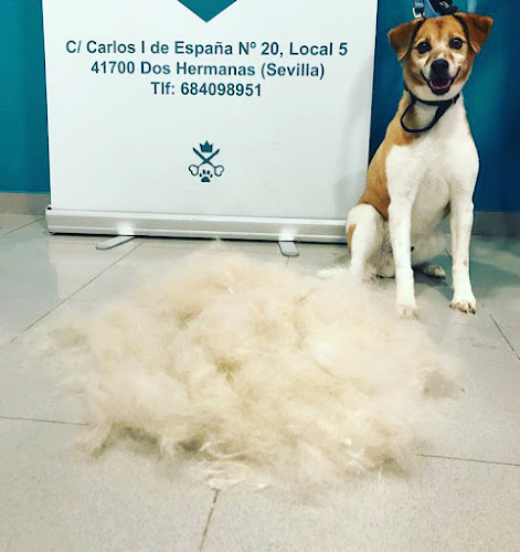 Peluquería Canina Esencia en Sevilla