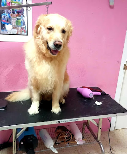 Peluquería Canina Espíritu Animal en Sevilla