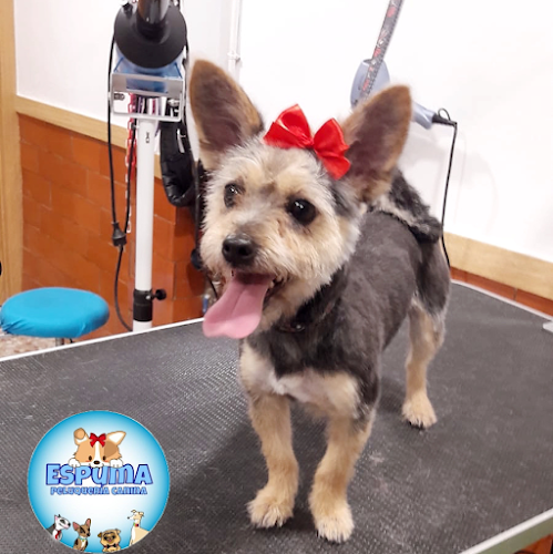 Peluqueria Canina Espuma en Alicante