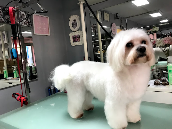 Peluquería Canina Estil Gos en Tarragona