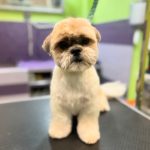 Peluquería Canina Exòtics (Cerrado Por Vacaciones Del 2 De Agosto Al 31 De Agosto) – Peluquería Canina en Badalona