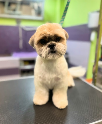 Peluquería Canina Exòtics (Cerrado Por Vacaciones Del 2 De Agosto Al 31 De Agosto) en Barcelona