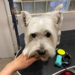 Peluqueria Canina Felcan – Peluquería Canina en Pamplona