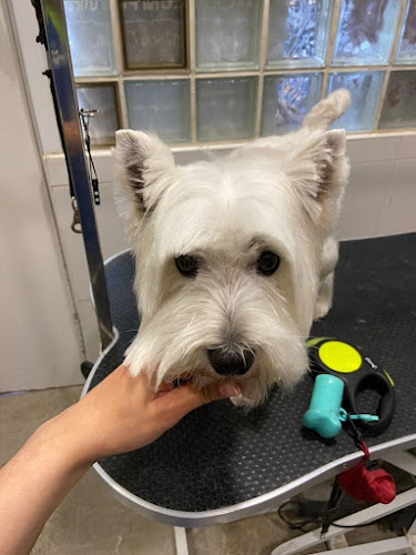 Peluqueria Canina Felcan en Navarra