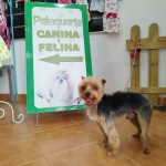 Peluquería Canina & Felina Laura B Martín – Peluquería Canina en Churriana De La Vega