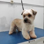 Peluquería Canina Firulais – Peluquería Canina en Avilés