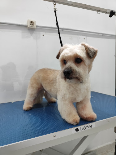 Peluquería Canina Firulais en Asturias