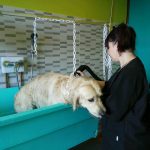 Peluquería Canina Gamperros – Peluquería Canina en Miño