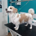 Peluquería Canina - Garbitxakur Errenteria – Peluquería Canina en Errenteria