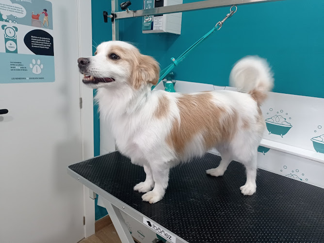 Peluquería Canina - Garbitxakur Errenteria en Gipuzkoa