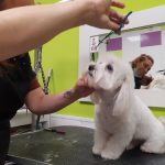 Peluquería Canina Gladys Bencic – Peluquería Canina en Reus
