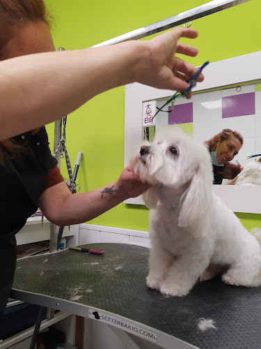 Peluquería Canina Gladys Bencic en Tarragona