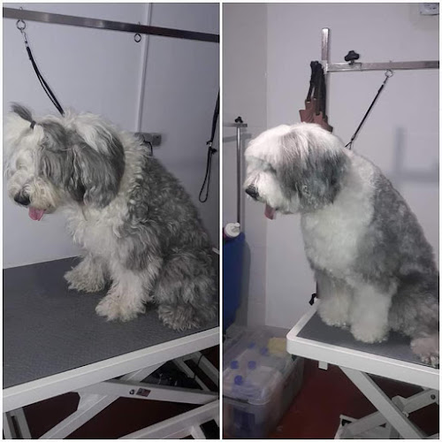 Peluquería Canina Gorditos en Guadalajara