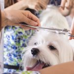Peluquería Canina Gossets Fresquets Novelda – Peluquería Canina en Novelda