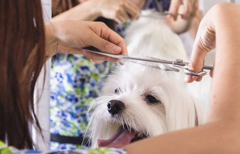 Peluquería Canina Gossets Fresquets Novelda en Alicante