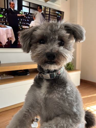 Peluquería Canina Guau Guau Guau en Granada
