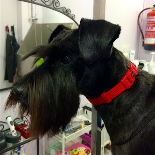 Peluquería Canina, Guau Qué Pelos! en Zaragoza