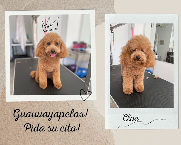 Peluquería Canina Guau, Vaya Pelos! en Sevilla