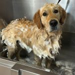 Peluquería Canina Hezur – Peluquería Canina en Mungia