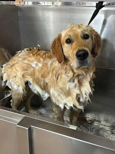 Peluquería Canina Hezur en Biscay