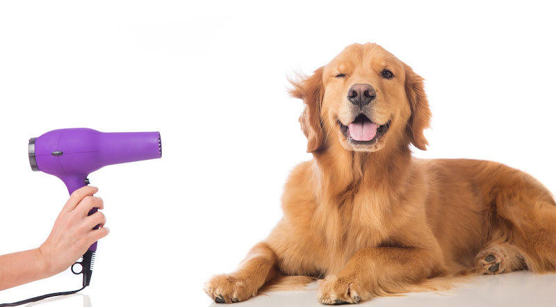 Peluquería Canina Huelva Wauu en Huelva