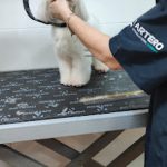 Peluquería Canina Inma Orozco – Peluquería Canina en Las Palmas De Gran Canaria