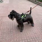 Peluqueria Canina Intercan – Peluquería Canina en Móstoles