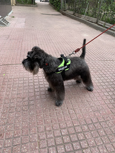 Peluqueria Canina Intercan en Madrid