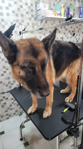 Peluqueria Canina Isi en Huelva