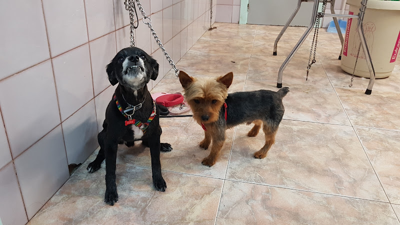 Peluquería Canina Itacan en Valencia