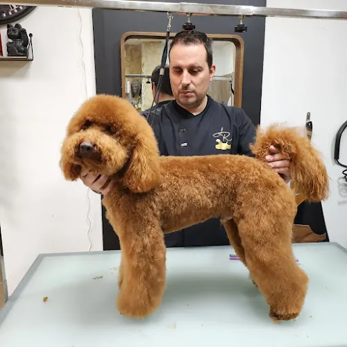 Peluquería Canina Jaime Rivera en Salamanca