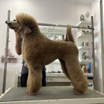 Peluquería Canína Ken – Peluquería Canina en Miranda De Ebro