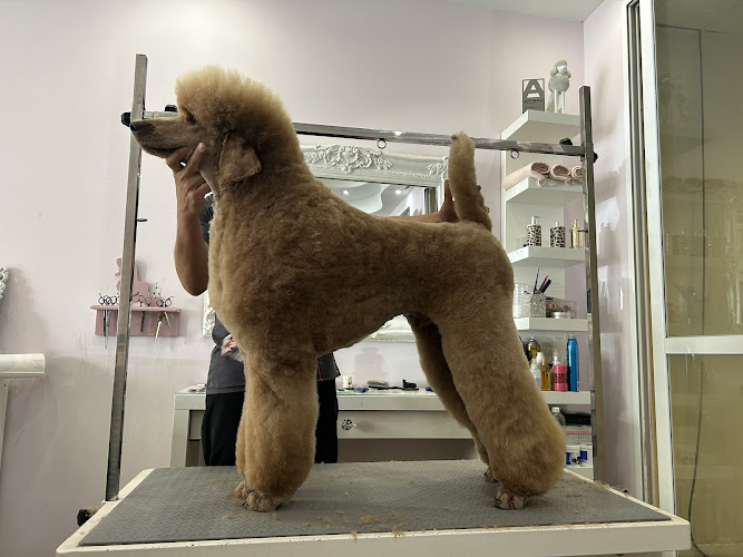 Peluquería Canína Ken en Burgos