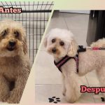 Peluqueria Canina Keni – Peluquería Canina en Colindres