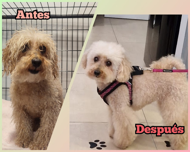 Peluqueria Canina Keni en Cantabria