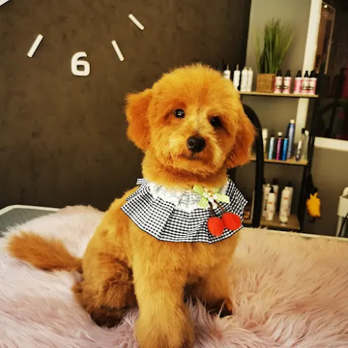 Peluqueria Canina