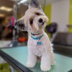 Peluquería Canina La Del Estadio – Peluquería Canina en Las Palmas De Gran Canaria