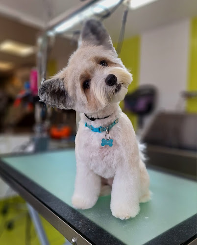 Peluquería Canina La Del Estadio en Las Palmas