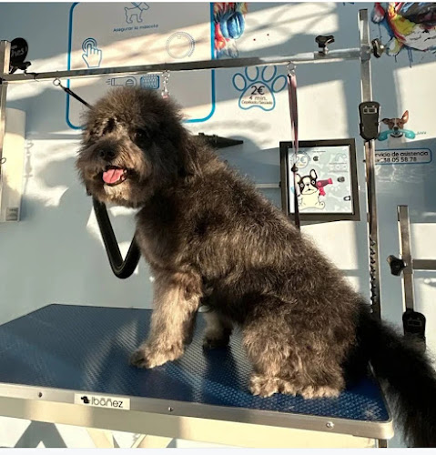 Peluquería Canina La Elipa Y Autolavado De Mascotas I Love Dog Wash | Madrid Ciudad Lineal en Madrid