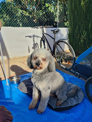 Peluqueria Canina La Granja en Castellón