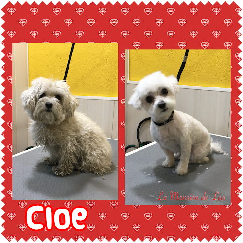 Peluquería Canina La Mansión De Leo en Zaragoza