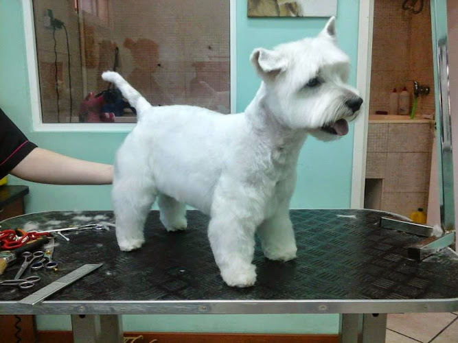 Peluquería Canina La Pantera De Rosa en Alicante