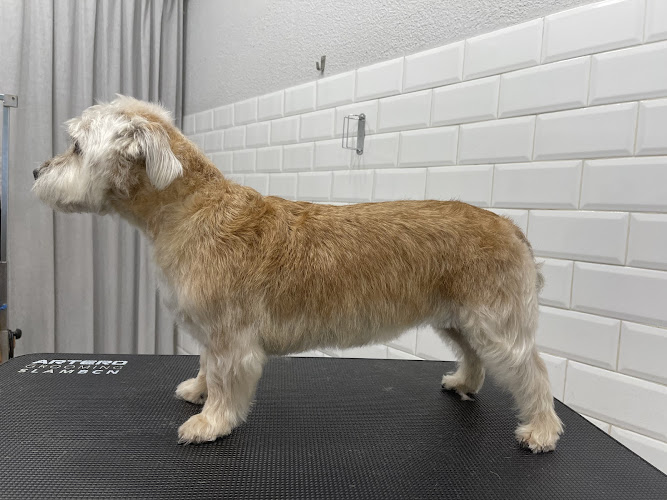 Peluquería Canina La Pelu De Ricki en Madrid