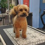 Peluquería Canina La Tijera Loca – Peluquería Canina en Es
