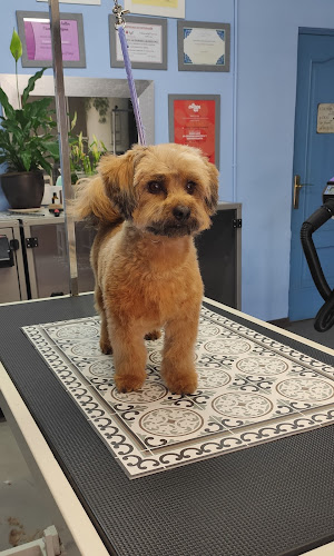 Peluquería Canina La Tijera Loca