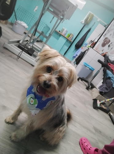 Peluquería Canina Ladridos Y Burbujas en Zaragoza