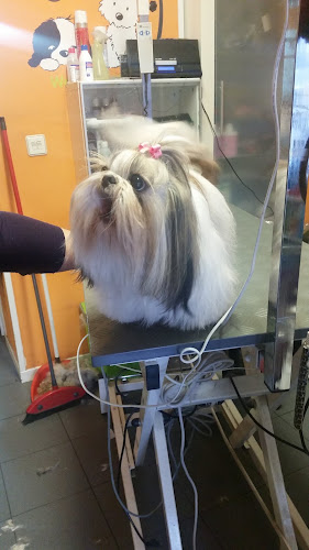 Peluquería Canina
