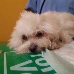 Peluquería Canina Livet – Peluquería Canina en Burlada