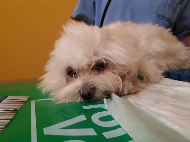 Peluquería Canina Livet en Navarra